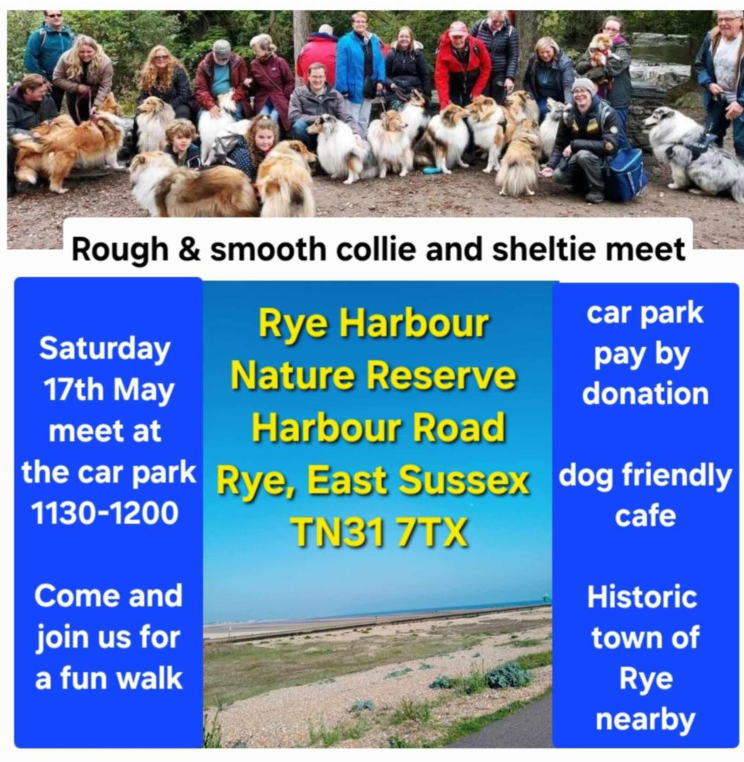 Rough & Smooth Collie and Sheltie Meet Rough & Smooth Collie and Sheltie Meet